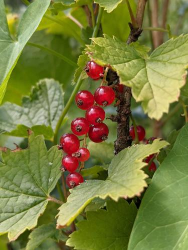 a bunch of red berries on a plant with green leaves at Guest House Brili in Ghebi in Ghebi