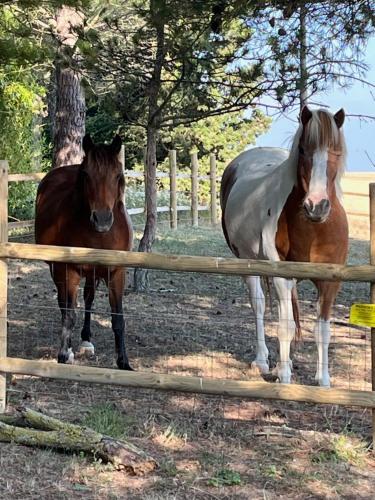 two horses are standing next to a fence at Domaine Saladry in Villepinte