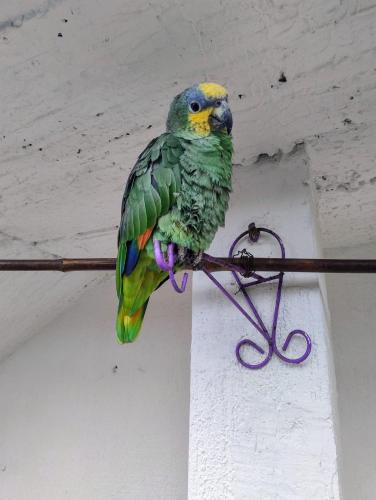 a colorful parrot sitting on a wire at Finca Hotel Santa Clara in Calarcá