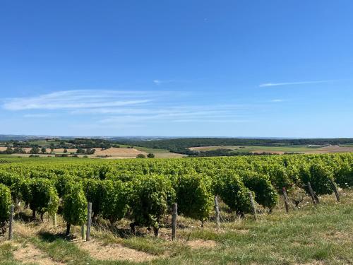 a vineyard with a bunch of grapes in a field at Auberge Sainte-Gemme in Sainte-Gemme