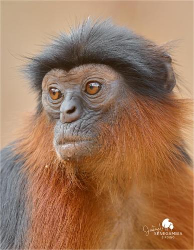a close up of a monkey wearing a hat at Senegambia Birding Lodge - Full board - Bird Photohide in Mandinari