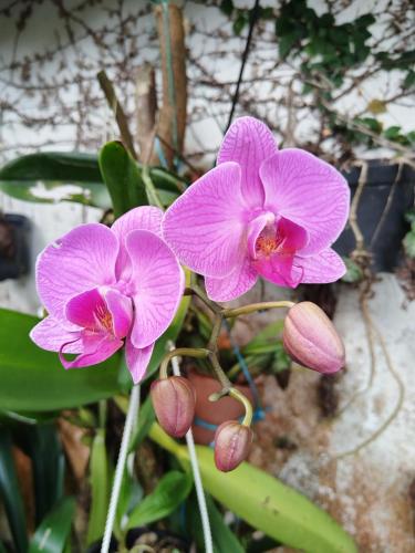 a group of pink flowers on a plant at Doral House Villavicencio in Villavicencio
