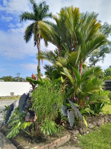 a group of palm trees on the beach at Doral House Villavicencio in Villavicencio