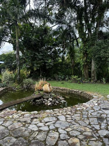 a cat sitting in a pond in a garden at Doral House Villavicencio in Villavicencio