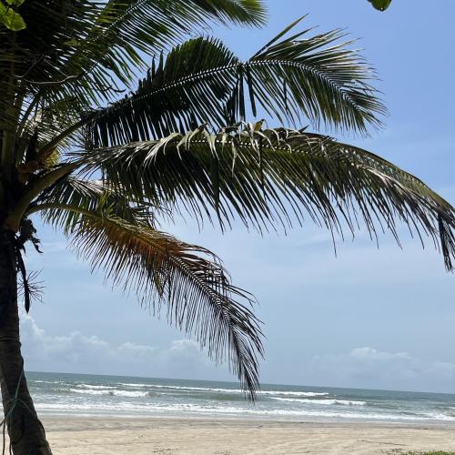 a palm tree on a beach with the ocean at The Gharaundha in Orlim