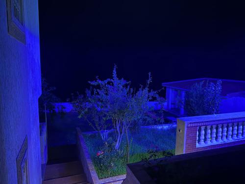 a night view of a garden with a tree and a house at villa victoria in Tetouan