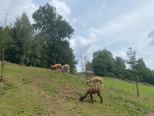 a group of horses grazing on a grassy hill at Chalúpky Zázrivá in Zázrivá