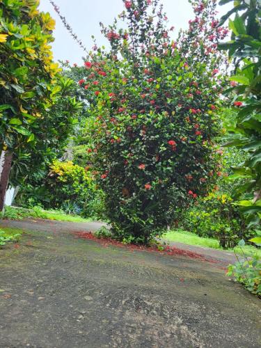 a large bush filled with red flowers on a road at Hotel Museo El Ceibo in San José del Sur