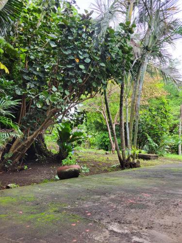 a tree with fruits on it next to a road at Hotel Museo El Ceibo in San José del Sur
