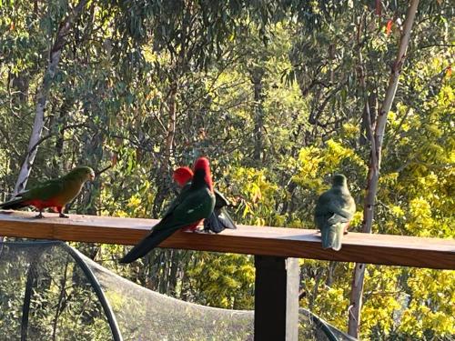 a group of birds sitting on a wooden rail at Country charm coastal living in Tura Beach