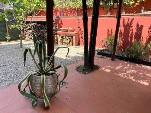 a plant in a pot sitting on a sidewalk at Residenza San Magno in Anagni