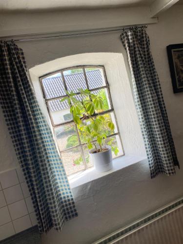 a window with a potted plant on a window sill at Stutteri Skandihest Apartments in Billund
