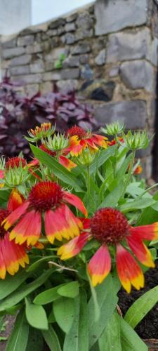 a group of colorful flowers in front of a stone wall at Old place in Tsalka