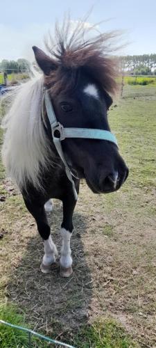 a black and white horse standing in a field at de blinker in Knokke-Heist