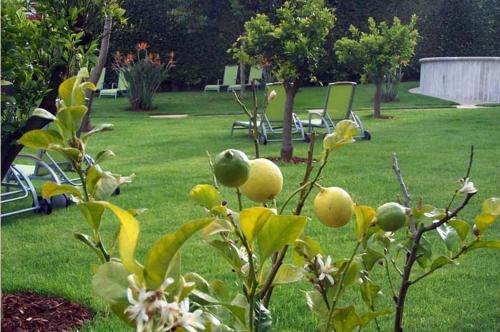 a tree with apples on it in a yard at Apartamentos Ababides in Baiona