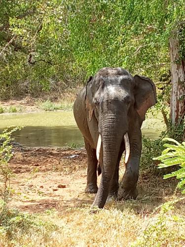 an elephant standing next to a body of water at Basecamp - Yala in Yala
