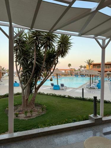 a palm tree sitting next to a swimming pool at Vai by Romance Hotel & Aqua Park in Ain Sokhna