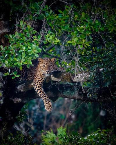 a leopard laying on a branch of a tree at Sahana Retreat in Buttala