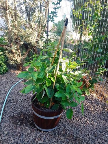 a plant in a pot next to a fence at דצ'א - Дача - Dacha in El-Rom