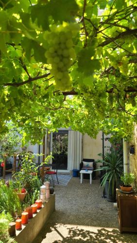 a patio with a bunch of plants and trees at Le N 9 in Argeliers
