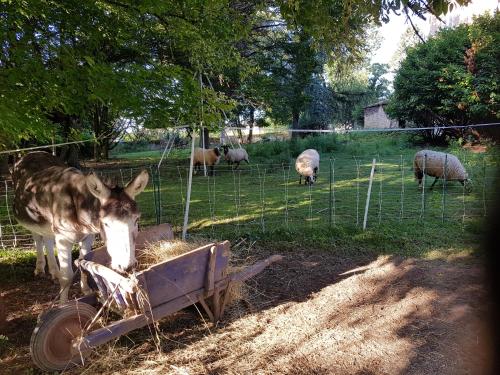 a donkey eating hay from a trough in a field with sheep at Le Chateau in Sainte-Agnès