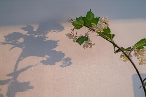 a shadow of a plant with a flower on a wall at Le Village Aewol building A in Jeju