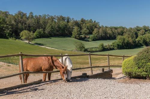 a brown and white horse standing next to a fence at Cal Carulla in L'Astor