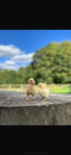 two baby birds standing on a ledge at Hertford Farm riverside camping firepit bbq in Hertford