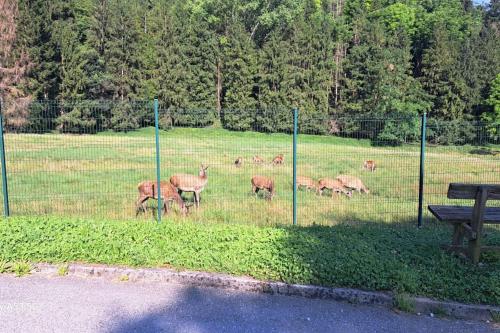 a group of deer grazing in a field behind a fence at Casa del piccolo olivo in Strigno