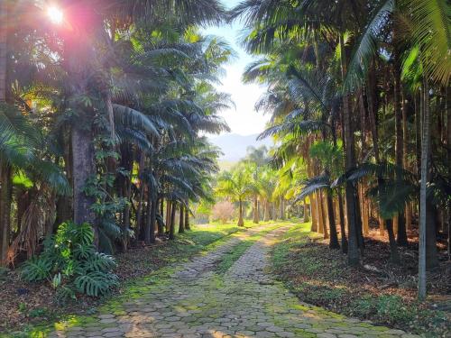 a path through a plantation of palm trees at Contempla Joanópolis in Joanópolis