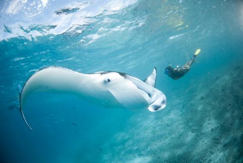 a man swimming next to a shark in the ocean at Aveyla Manta Village in Dharavandhoo