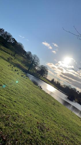 a group of animals grazing in a field next to a river at Shropshire Guesthouse in Wolverhampton