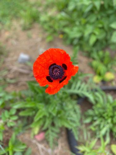 a red flower with a black center in a garden at Cabañas LORENA - Conaripe in Coñaripe