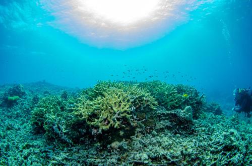 a group of fish swimming over a coral reef at Tranquility Island Eco Dive Resort in Moso Island