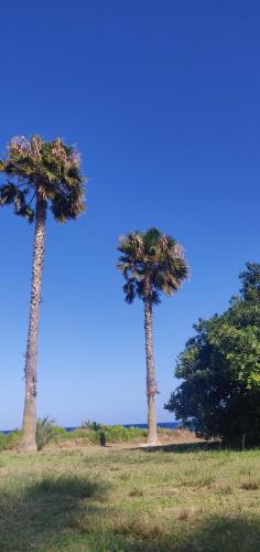 Palm House photo 24