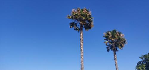 Palm House photo 11