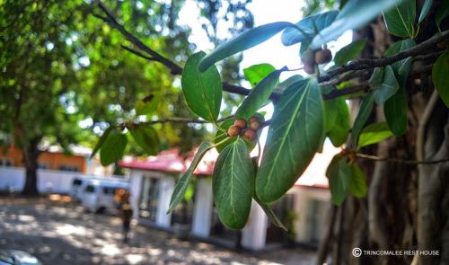 Fotografie z fotogalerie ubytování Trinco Rest House v destinaci Trincomalee