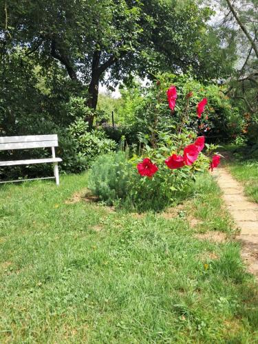a group of red flowers next to a white bench at Agroturystyka Nad Bobrem in Pilchowice