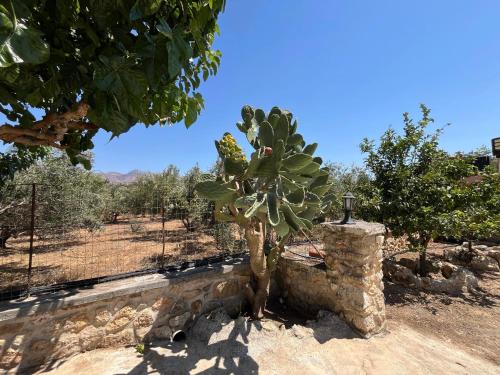 a small palm tree next to a stone wall at Traditional house Nikos in Roussokhória