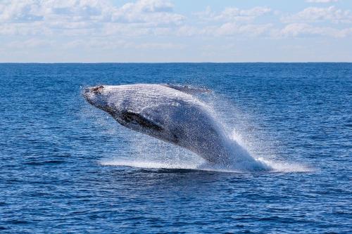 a humpback whale jumping out of the water at Moorea - Atiha bay MH2 in Moorea