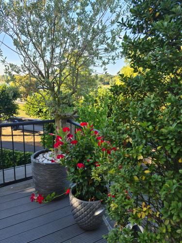 two large pots with red flowers on a deck at Villahotel Rheinblick in Cologne