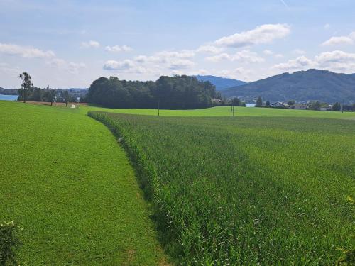a field of green grass with a dirt road at Apartment Eleonore by Interhome in Litzlberg
