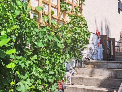 a plant is growing on the stairs of a building at Apartment Eleonore by Interhome in Litzlberg