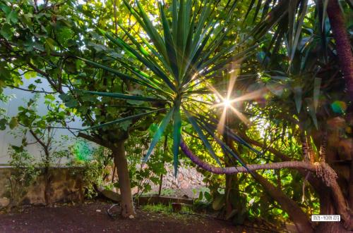 a palm tree with the sun shining through it at Beautiful Countryside House in Tiberias
