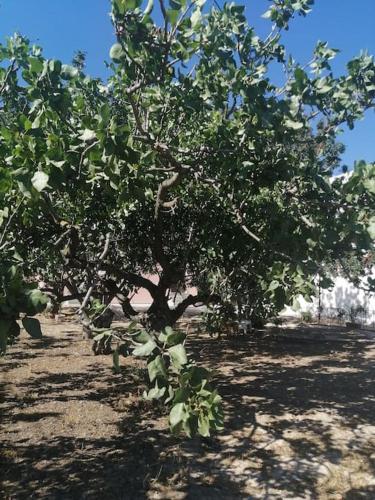 a row of apple trees in a field at Natalia's Serene Hub in Aegina Town