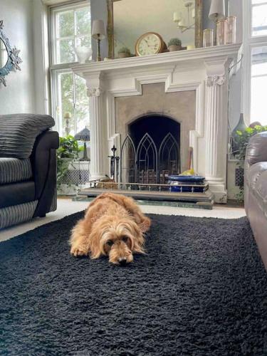 a dog laying on a rug in a living room with a fireplace at Uplands House Tewkesbury in Tewkesbury
