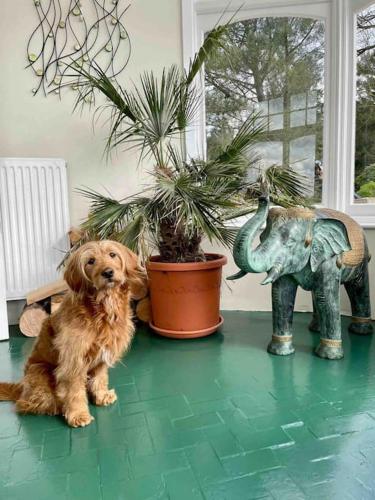 a dog sitting on the floor next to a plant at Uplands House Tewkesbury in Tewkesbury