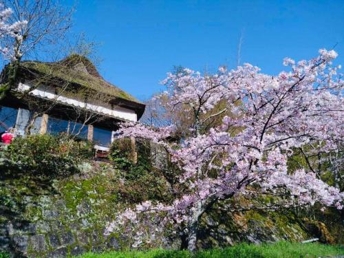 a tree with pink flowers in front of a building at 洋々庵・古民家一棟貸・完全貸切・プライベートサウナ in Furuyu