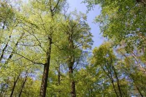 a group of tall trees in a forest at Ferienhäuser Hainichhöhe in Hörselberg-Hainich