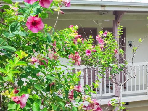 a bush with pink flowers in front of a house at Un petit joyau in Le Diamant